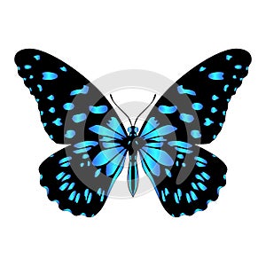 Beautiful exotic butterfly of motley blue and black color.Vector illustration on a white background